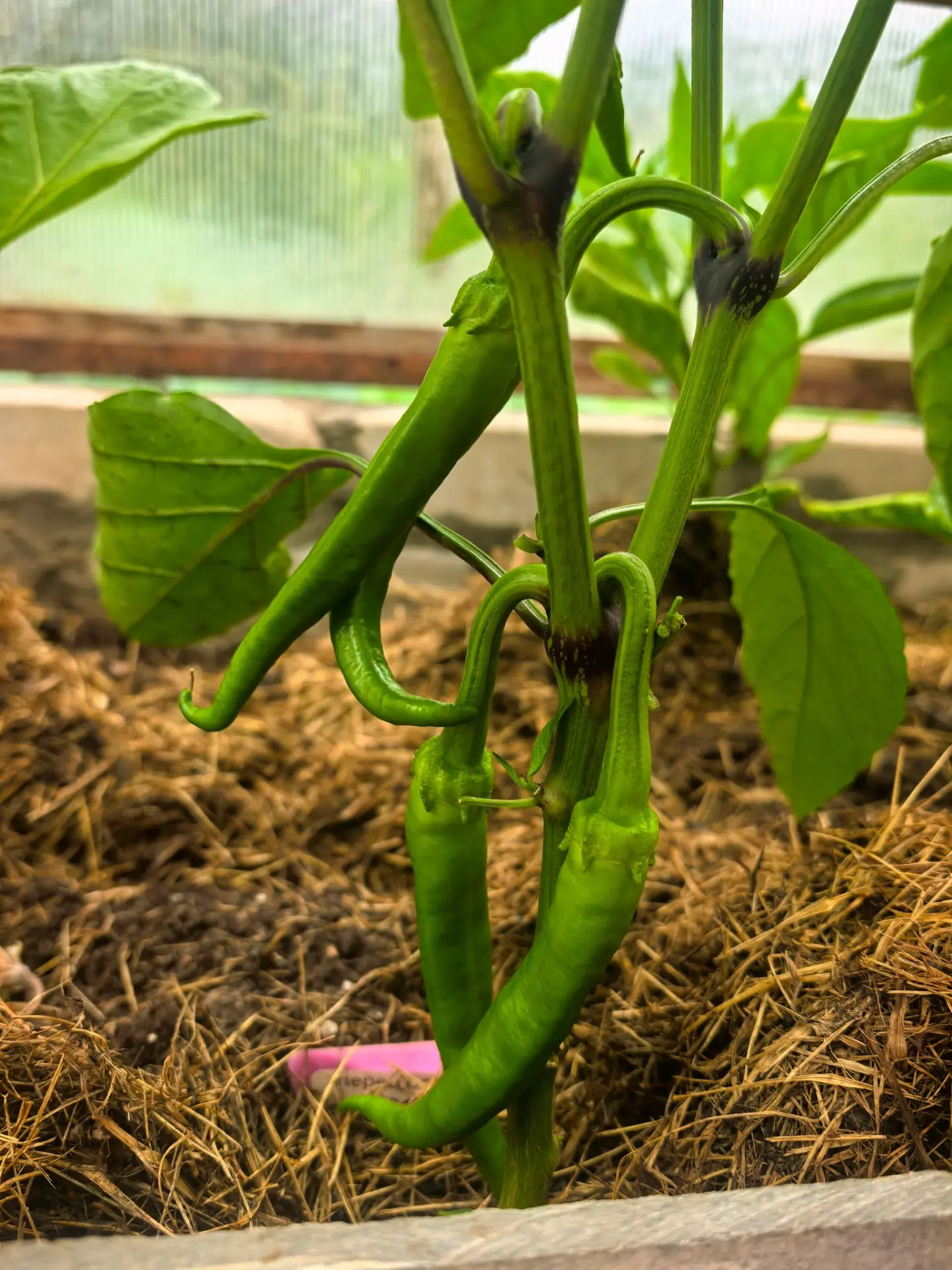 🌱 Вот моя перечная история: когда всё шло не по плану… но получилось! 🌱

В этом сезоне с перцами у