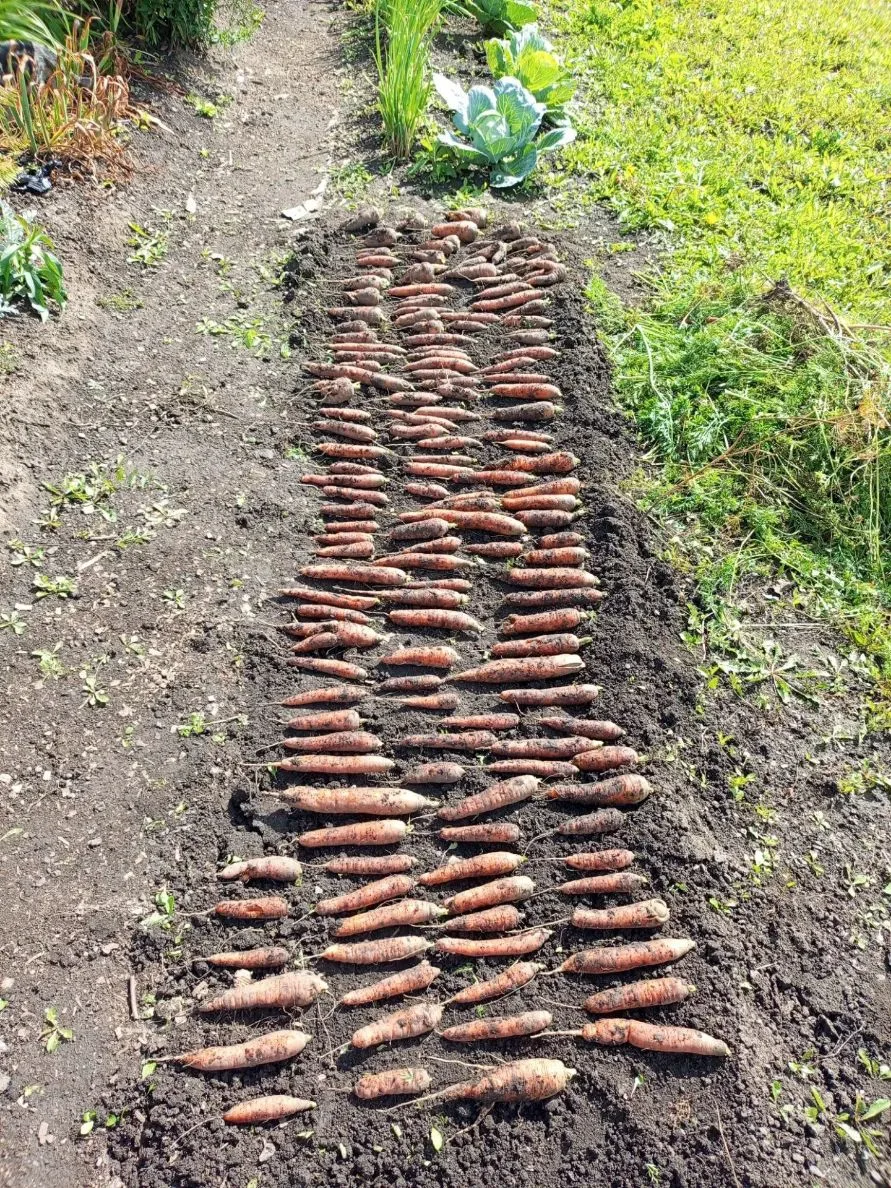 Хвастаемся урожаем в нашей БЕСЕДКЕ 🥕🍒🌽