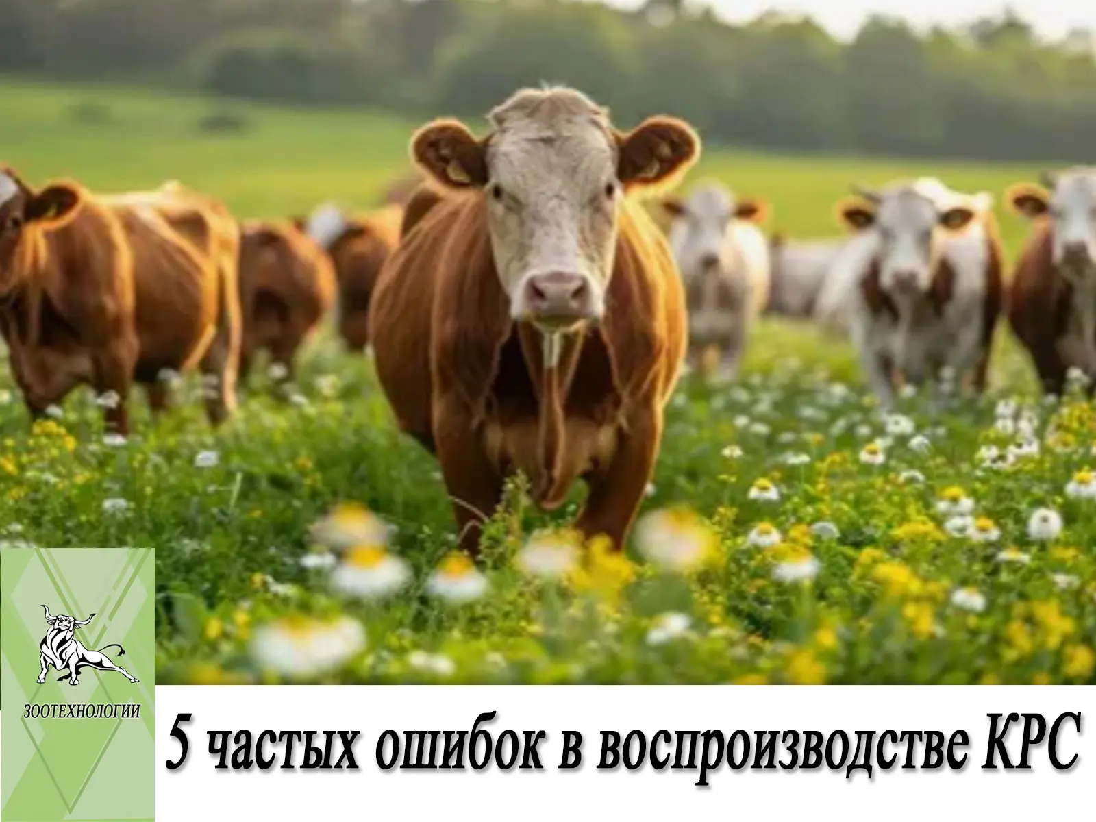 5 частых ошибок в воспроизводстве КРС на ферме