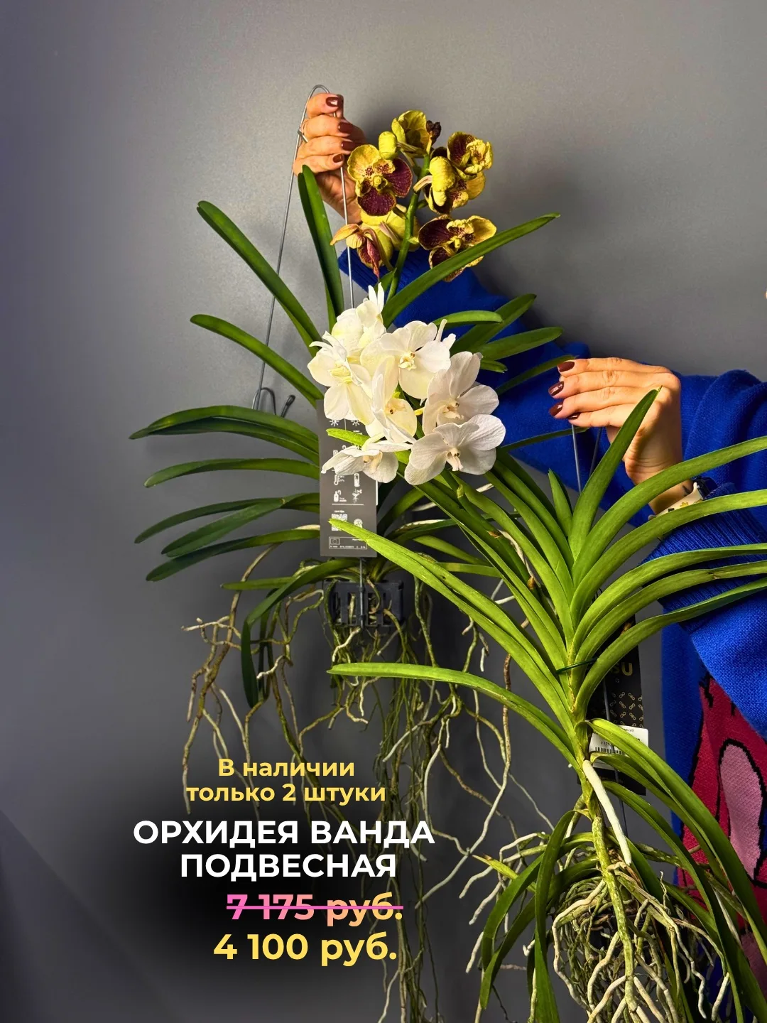 Орхидеи по специальным ценам!