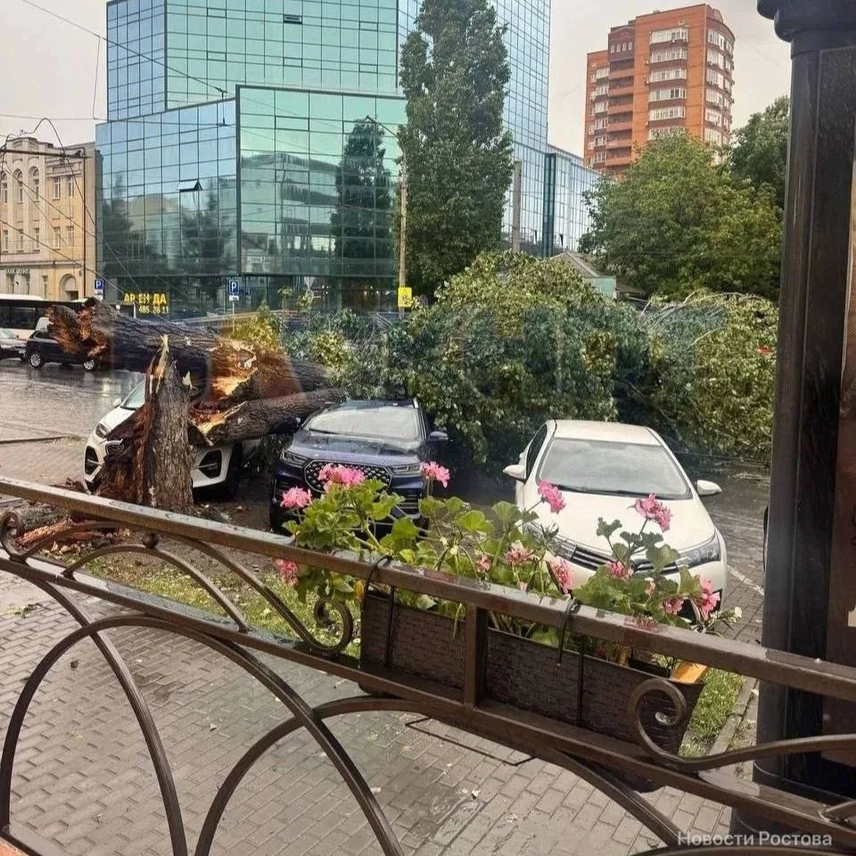 🤯 Деревопад начался в Ростове