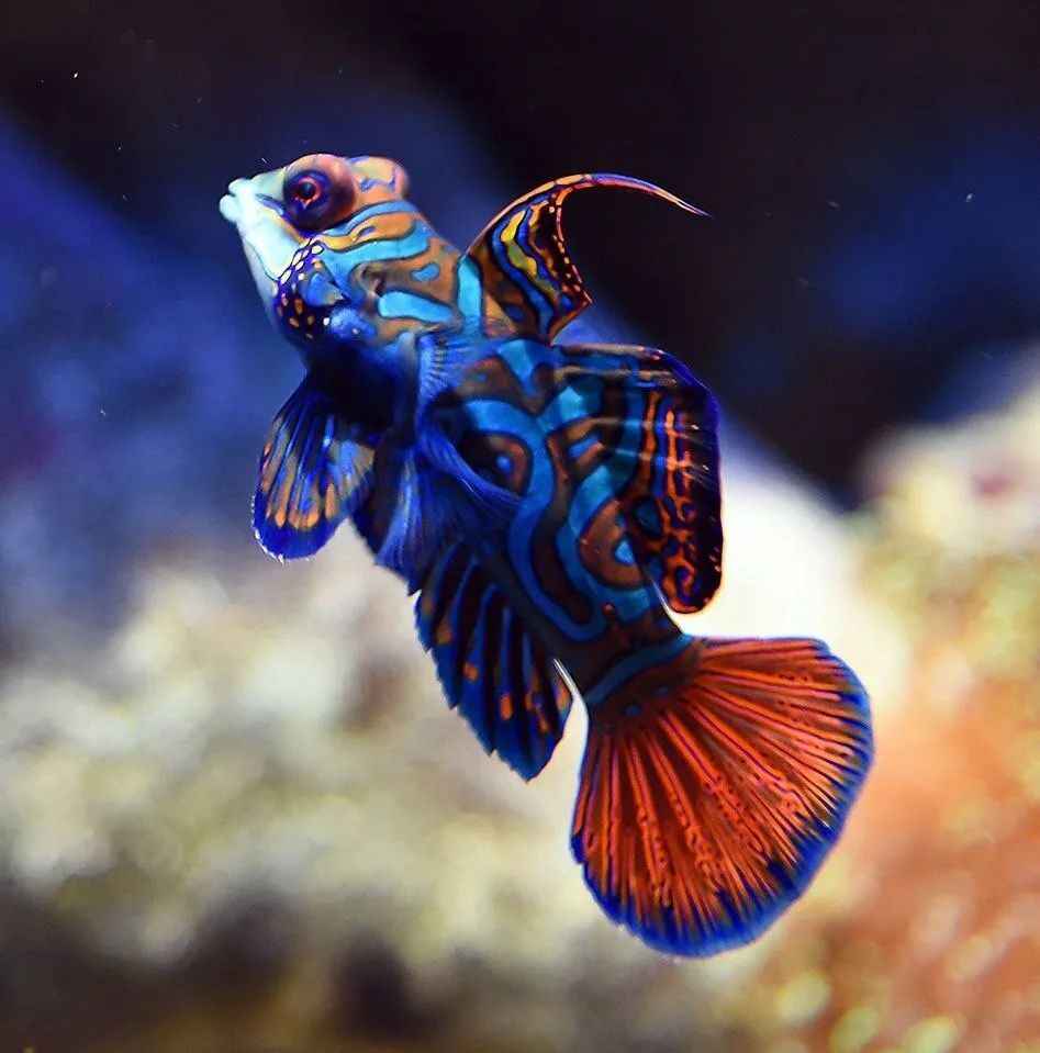 Мандаринка (лат. Synchiropus splendidus).

Вид небольших ярко окрашенных рыб из семейства лировых (C
