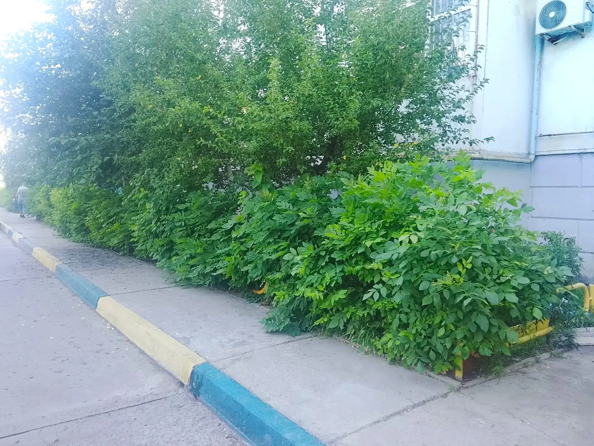 К новости «🌿 Зелёная стрижка для идеального порядка! ✂️»