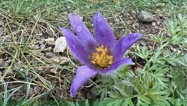 🌸 На Байкале снова зацвели подснежники