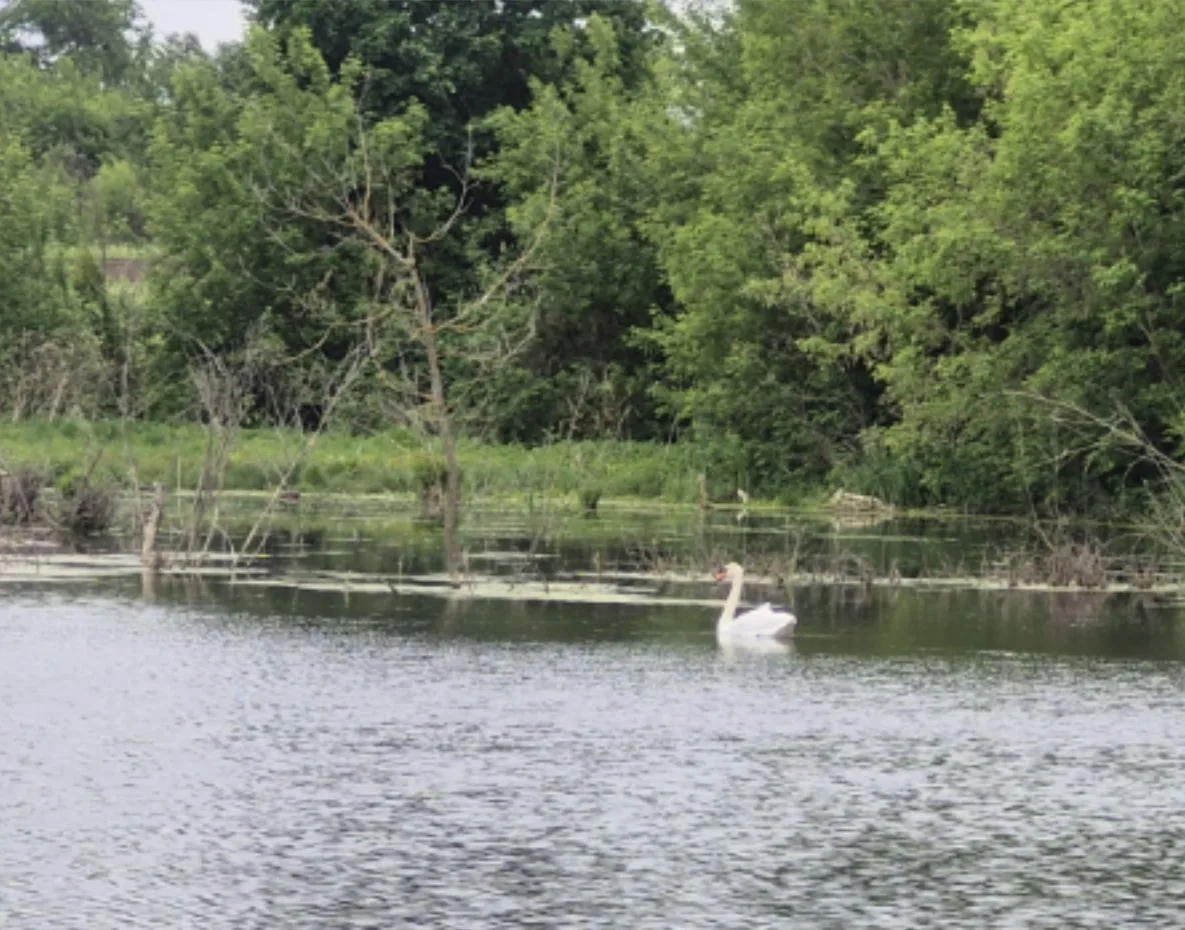 🦢 Срочно! В Елкибаевском пруду замечен белый лебедь.