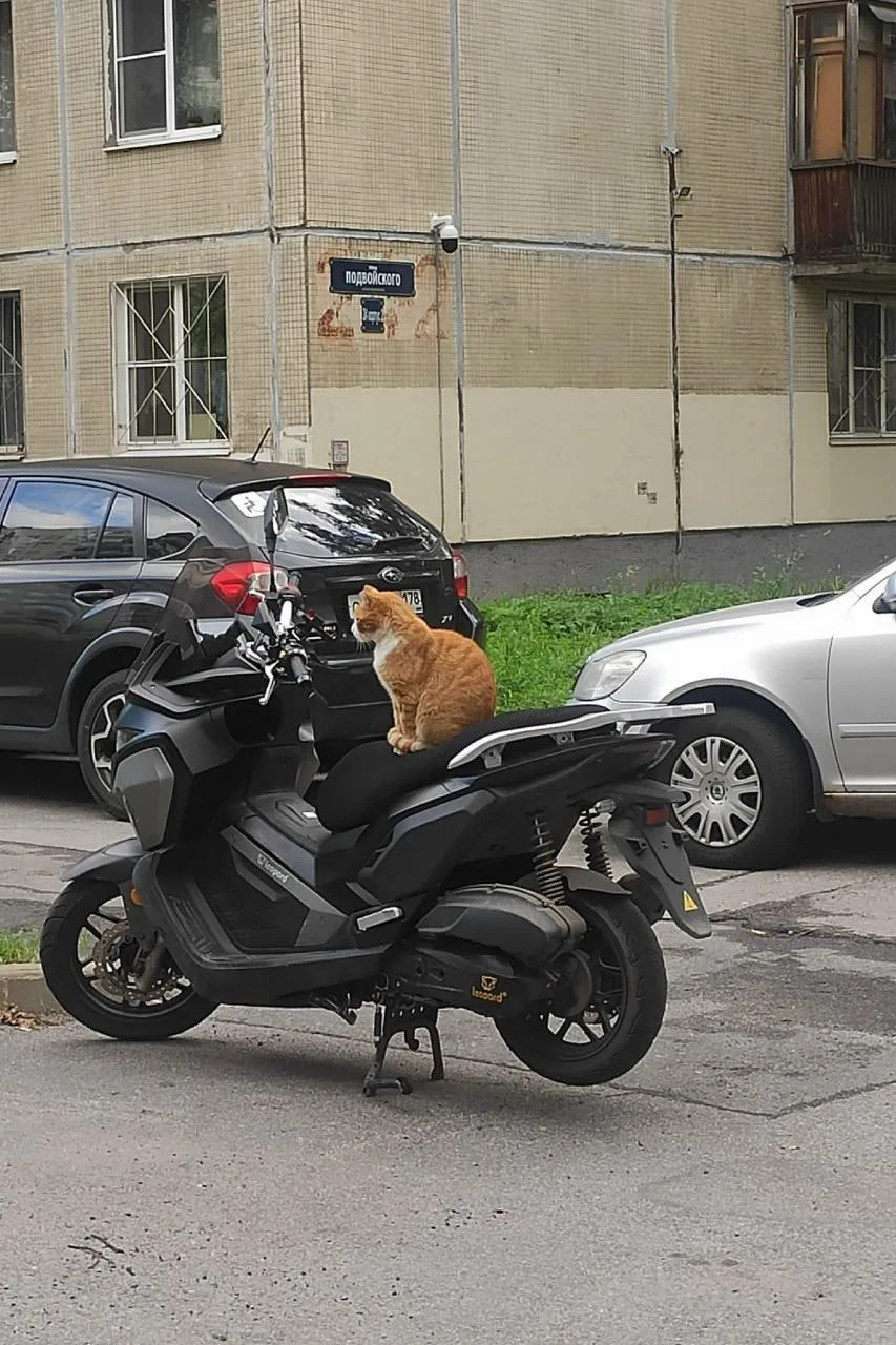 Пушистого байкера засняли на Подвойского