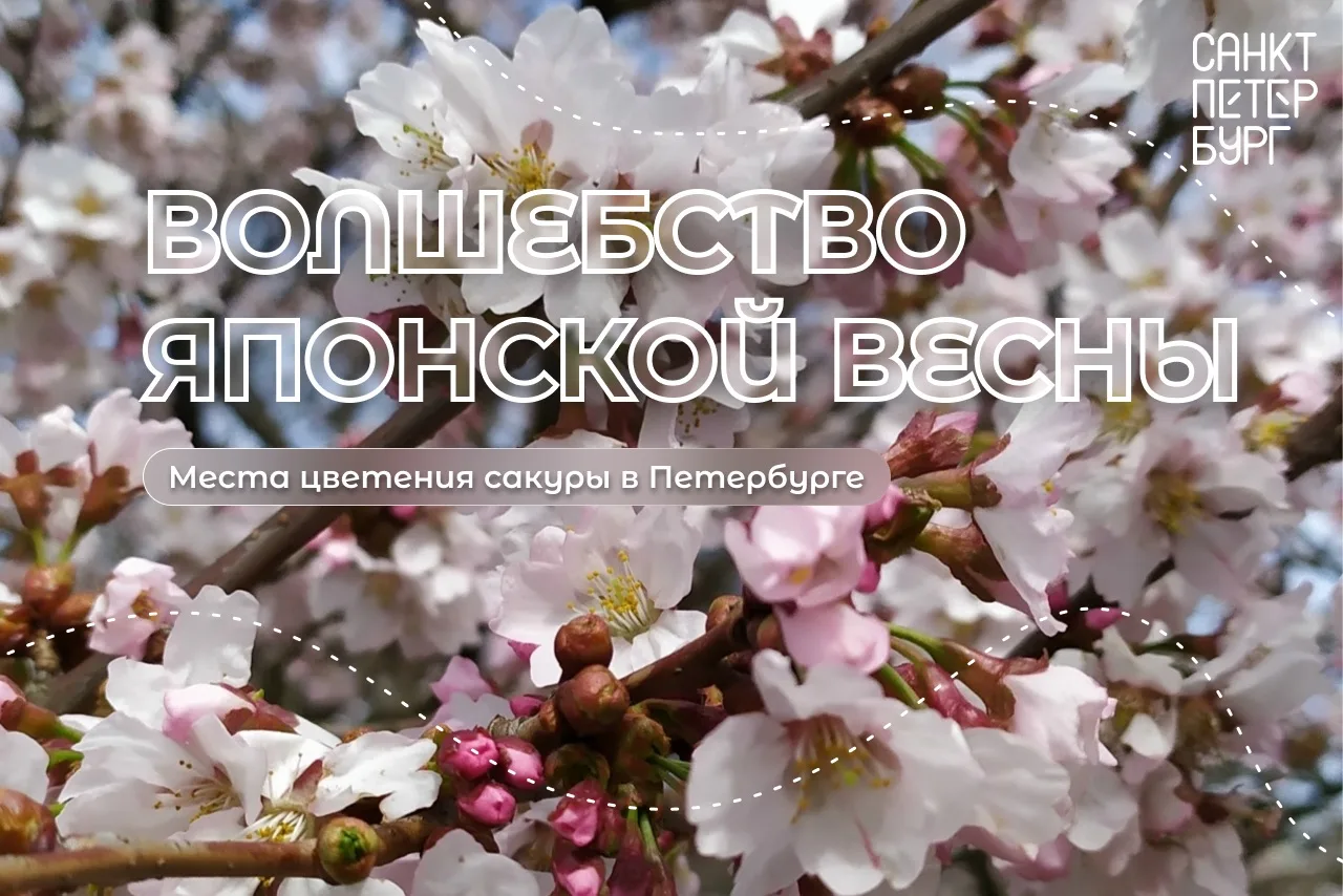 Волшебство японской весны в Петербурге 🌸