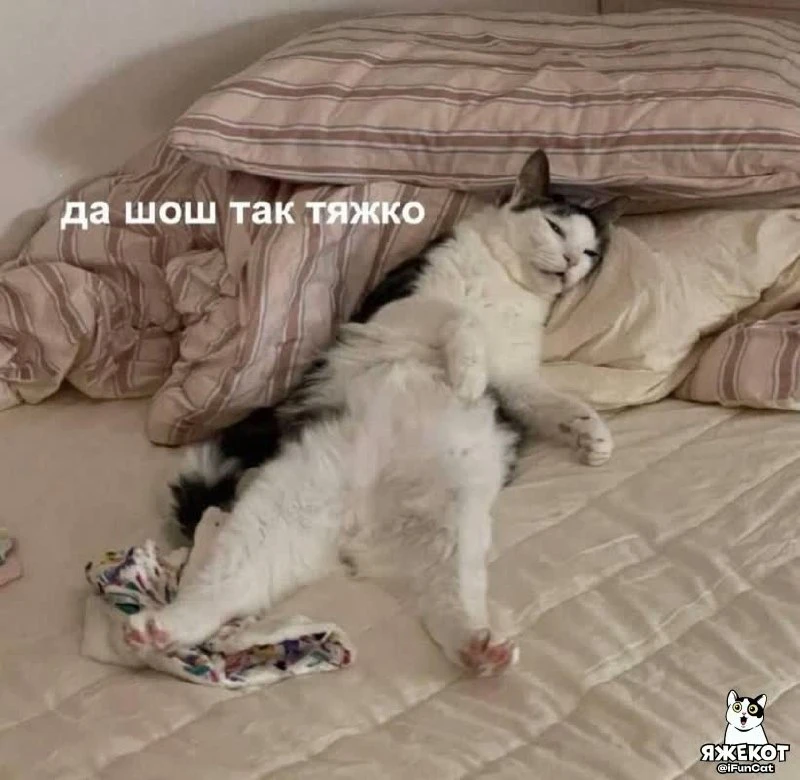 🐾 ЯЖЕКОТ