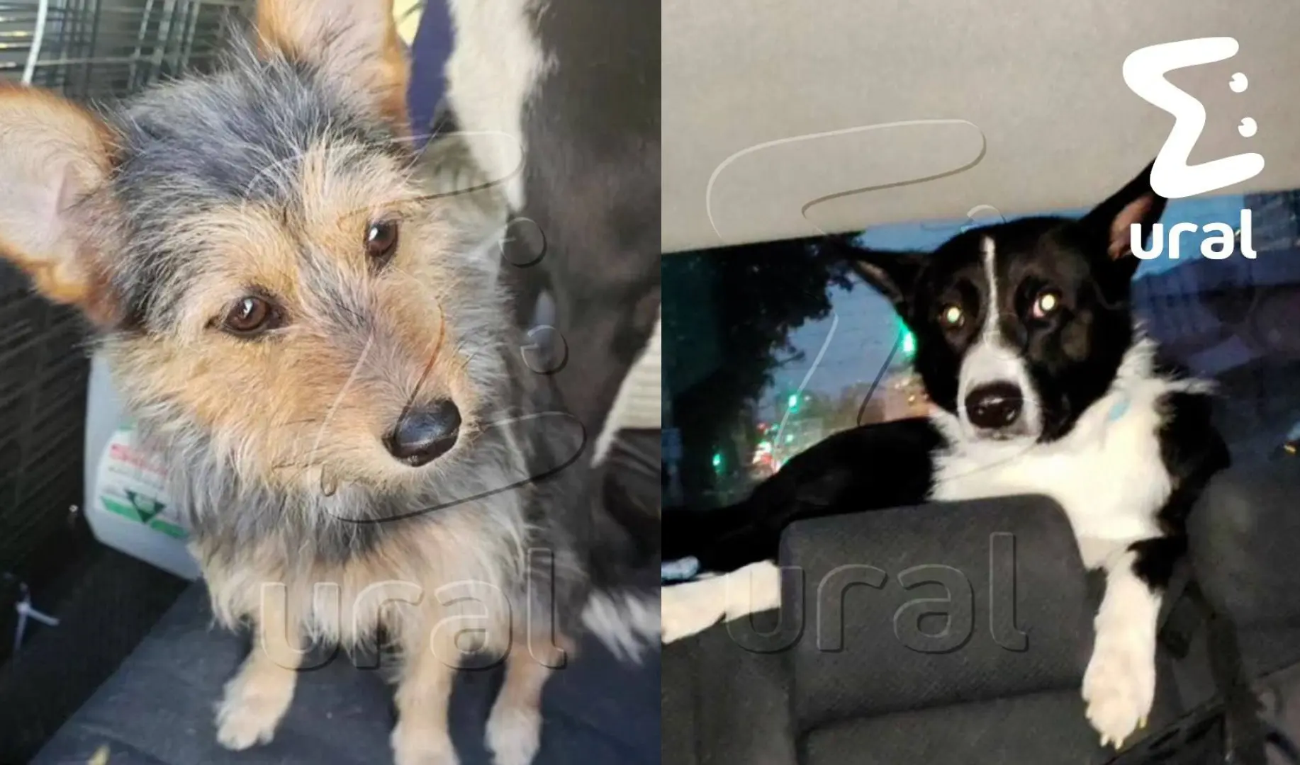 🐕Мужчина запер в жару двух собак в машине в Екатеринбурге.  По словам хозяина животных, на такой шаг