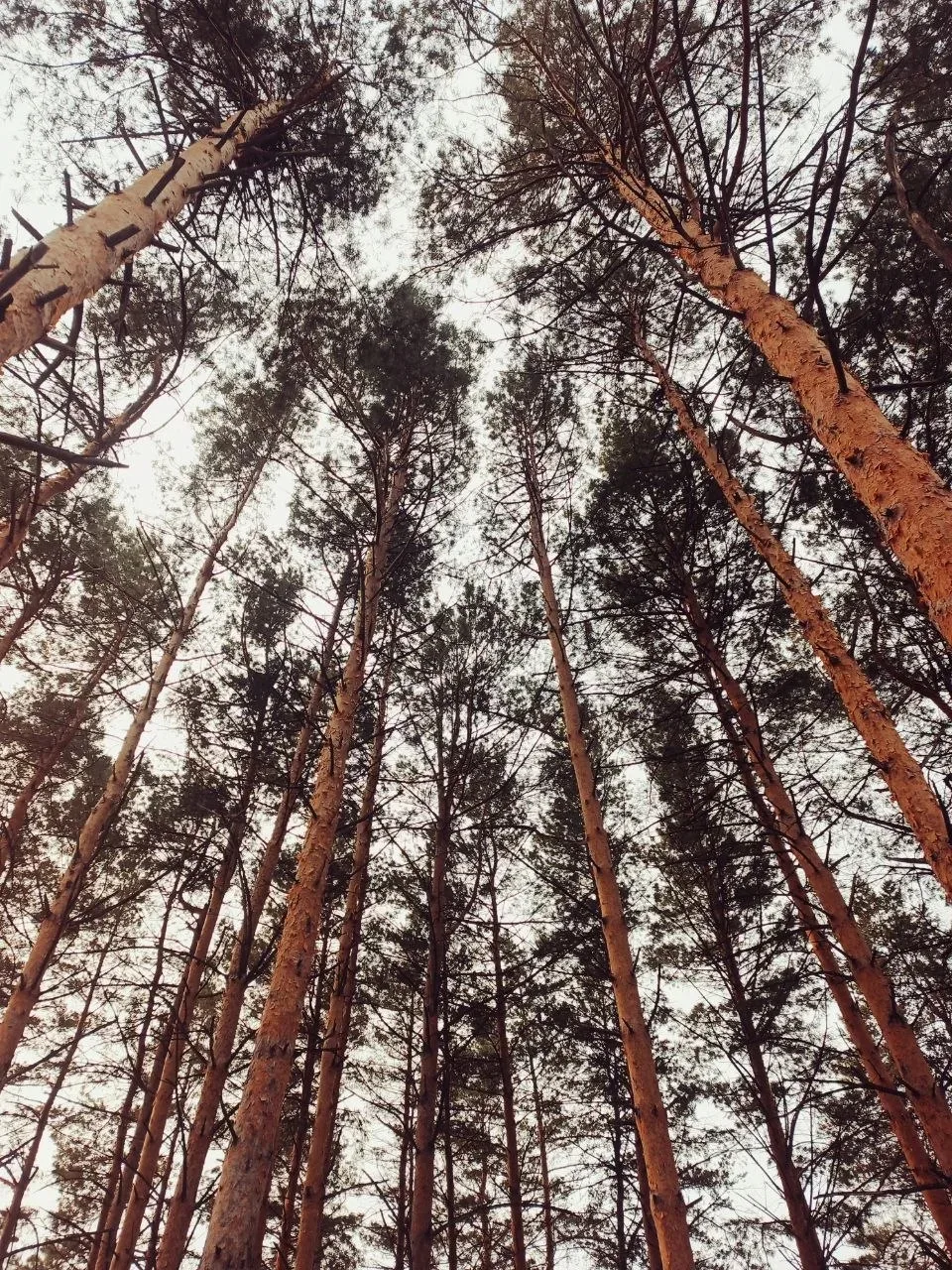 В мир профессий: школьное лесничество «Бархат» и «Дни леса» в Спасске-Дальнем В рамках программы шко