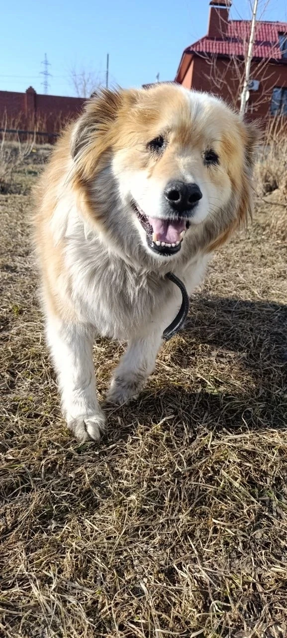 🐾 Не разлей вода! У нашего Проши появился новый лучший друг! ❤  🥰 Помните этого большого и солнечног