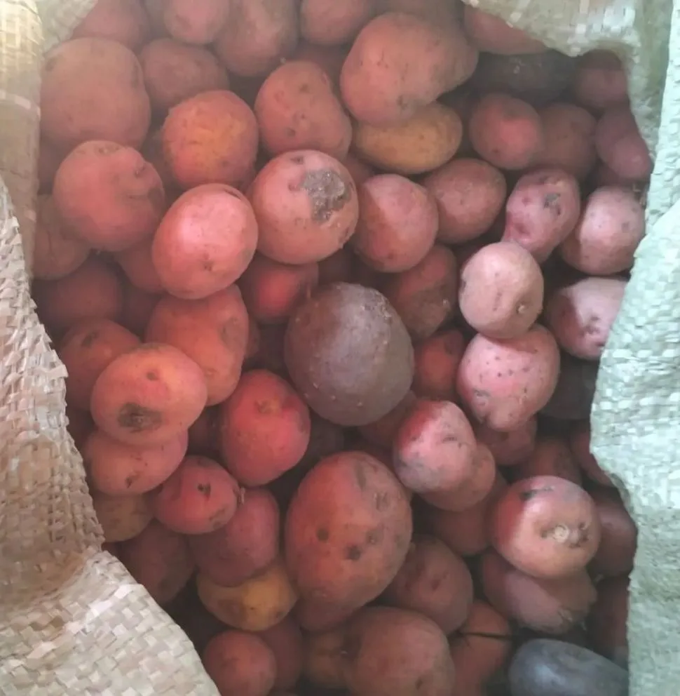 Продам мелкий картофель, цена 400 руб./мешок, в наличии 5 мешков. Самовывоз п. Песчанка...