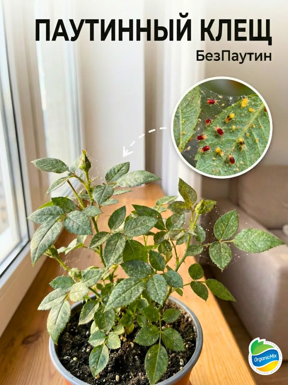 ДОМАШНЯЯ АПТЕЧКА ДЛЯ ЦВЕТОВ: БЕЗОПАСНО ДЛЯ ДЕТЕЙ И ЖИВОТНЫХ 🌿  Зимой нам так хочется сохранить кусоч
