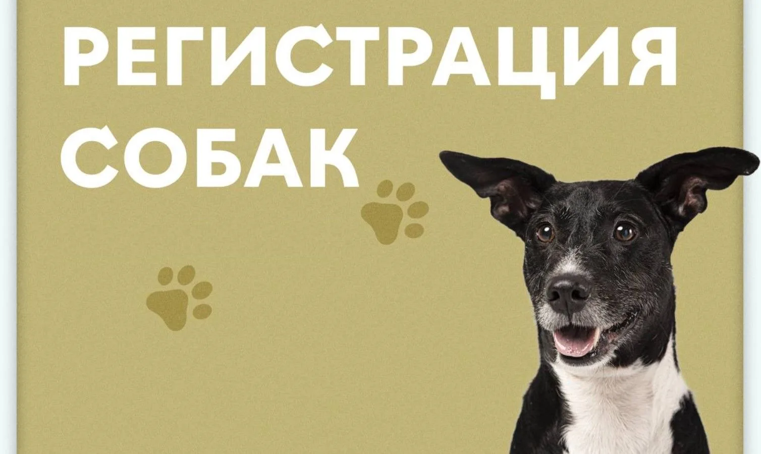 Информационная памятка по регистрации и учету домашних животных на территории Хабаровск...