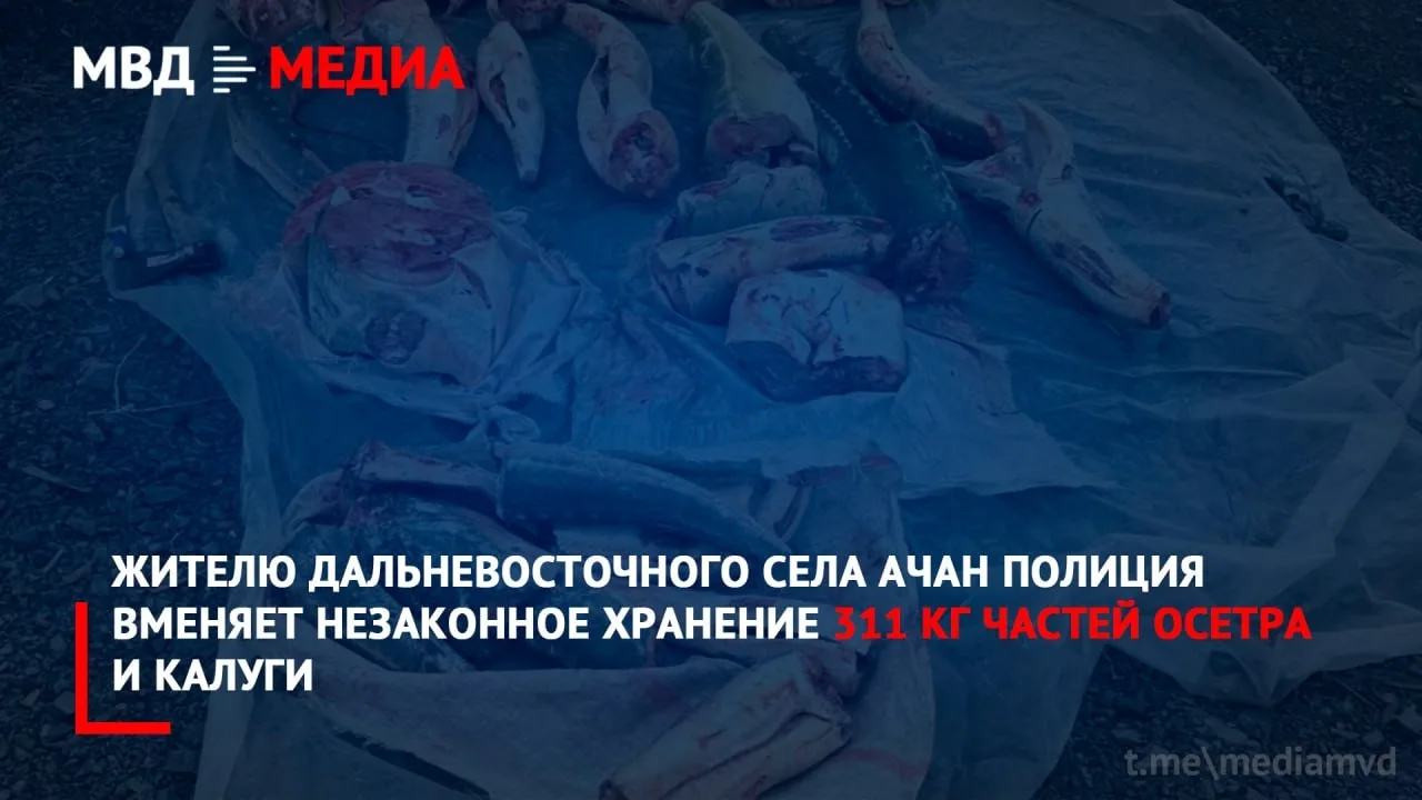 В Хабаровском крае в селе Ачан накрыли склад с осетром и калугой у местного жителя 🐟

Во время опер