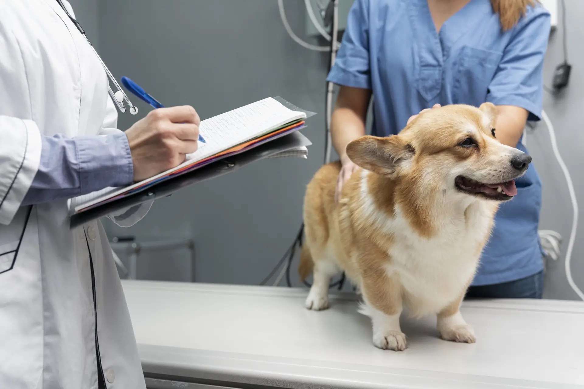 🐕 В Госдуме предложили ввести налоговый вычет на ветеринарные услуги

По мнению авторов инициативы,