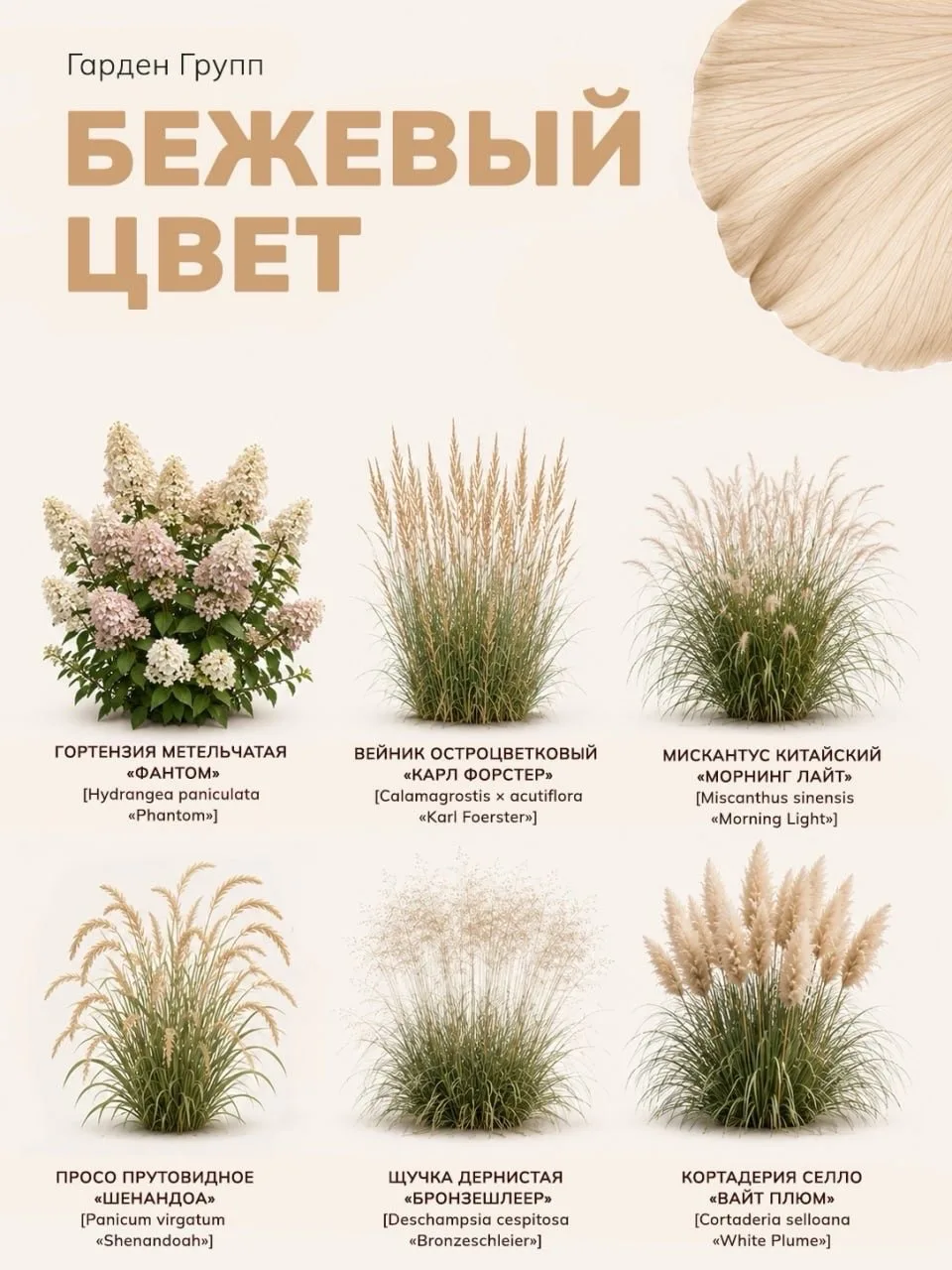 Сад в бежевом цвете 🌱🤎