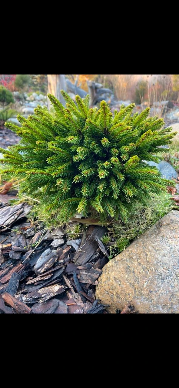Picea obovata  'Partizan'