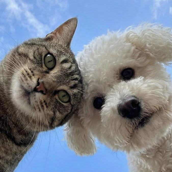 🐶🐱 Лечение питомцев могут включить в налоговый вычет