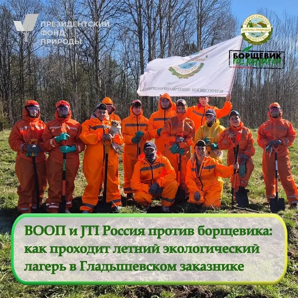 🌱 В Гладышевском заказнике волонтеры за три дня выкорчевали почти 1200 кустов борщевика  В Гладышевс