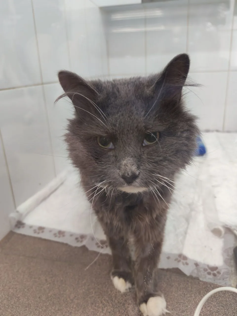 Котик Жора, которого привезли в Котяус с отказом от еды в течение нескольких дней и которого мы отпр