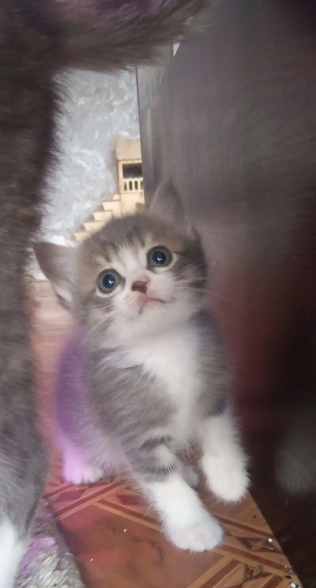 🌸На пристройстве 4 прекрасных котёнка, 3 кота и кошечка, котята кушают сами , в лоток ...