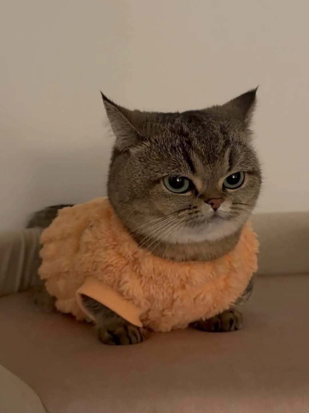 котька