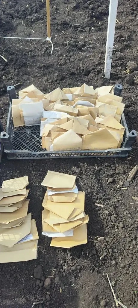 Умное земледелие в Самаре: 102 сорта нута и цифровые технологии   На полях Самарского ГАУ закладывае