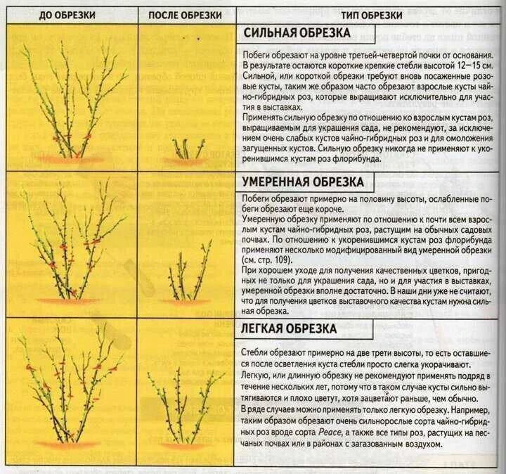 Самый оптимальный срок для обрезки роз – октябрь