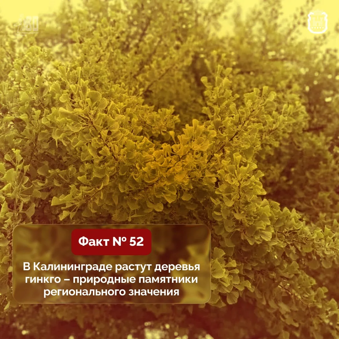 Гинкго двулопастный – единственный сохранившийся представитель древнейшего отряда Ginkg...