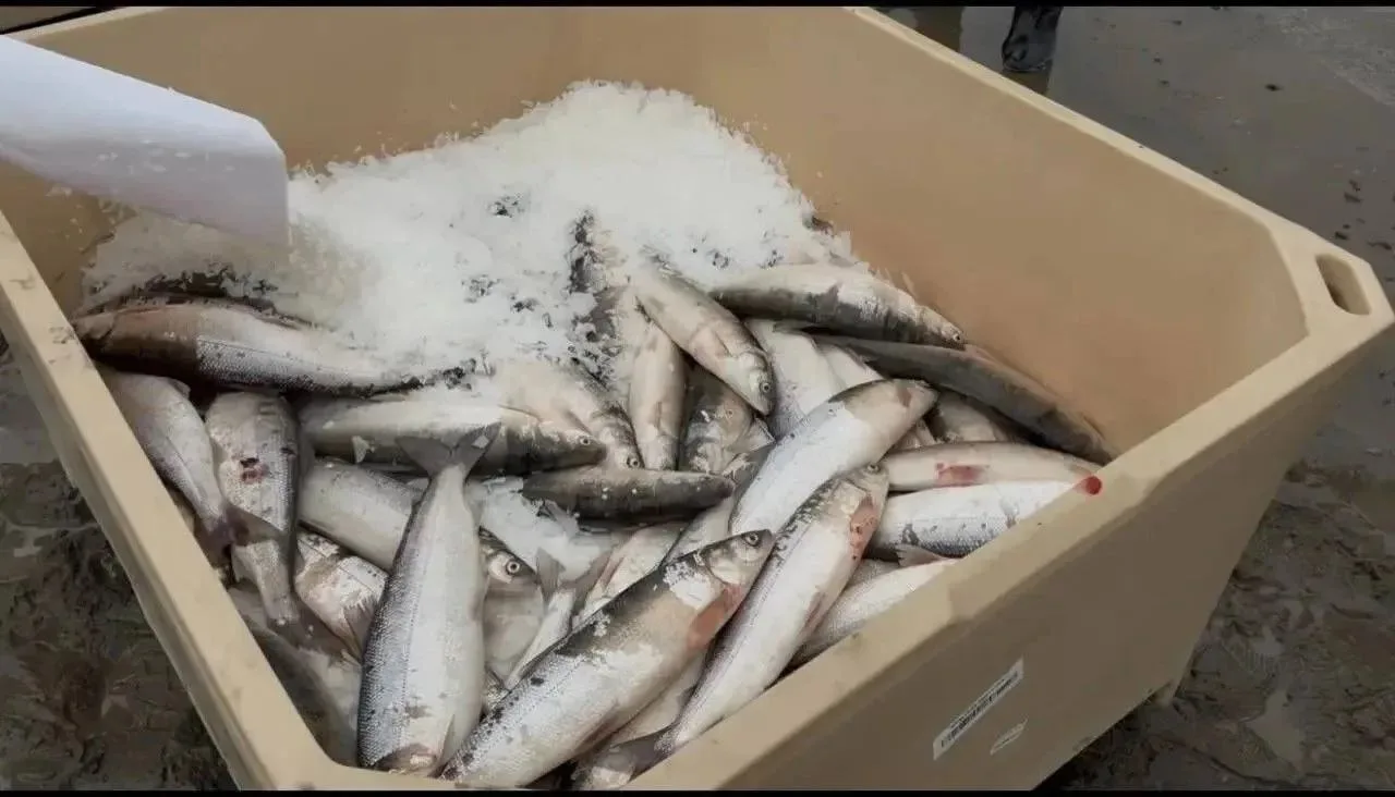 🐟🏭На рыболовецком участке Кумах-Сурт МУП «Булунское» запустили в работу новый цех рыб...