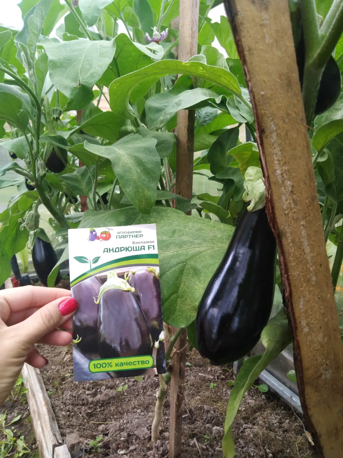 Баклажан 🍆 Андрюша — непревзойденная классика среди садоводов! Этот элегантный темный красавец радуе