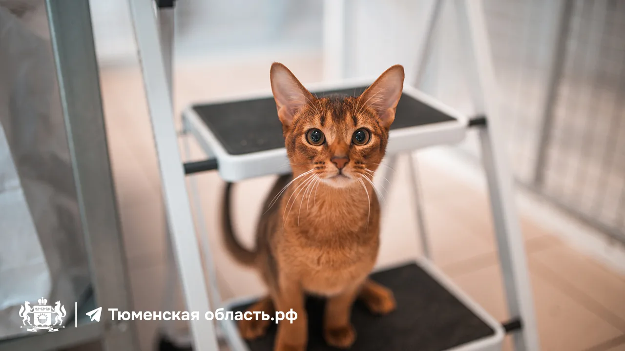 🐾 Давно мечтаете о пушистом друге? Это знак!  В «Конторе пароходства» 30 мая пройдет выставка бездом