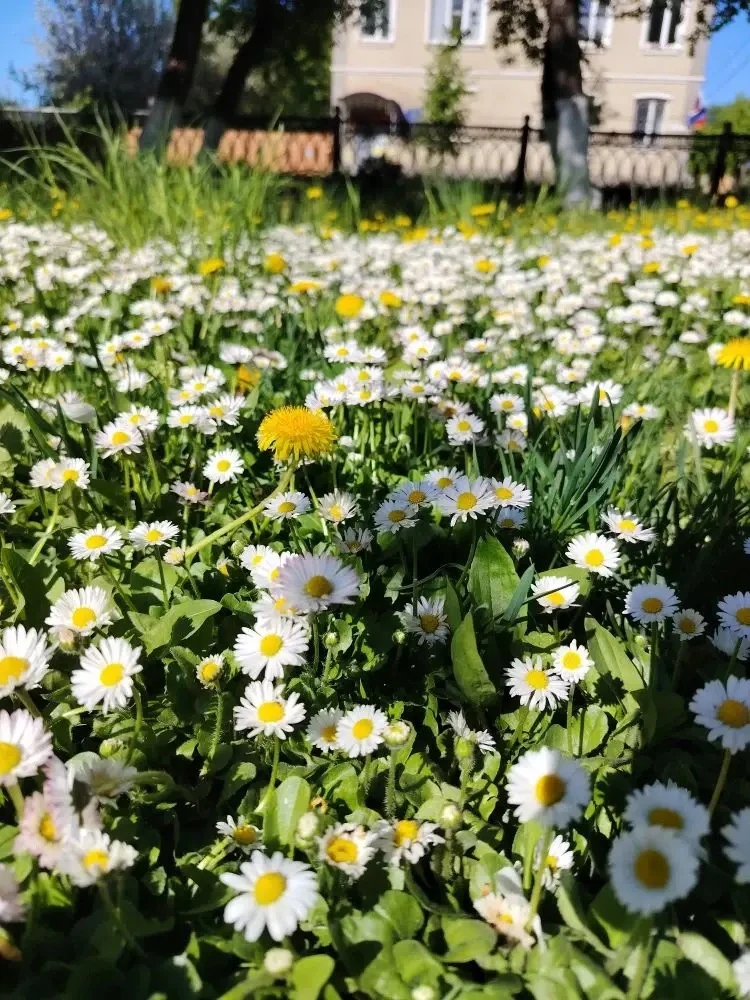 Доброго ромашкового утра, Киреевск🌿🌼