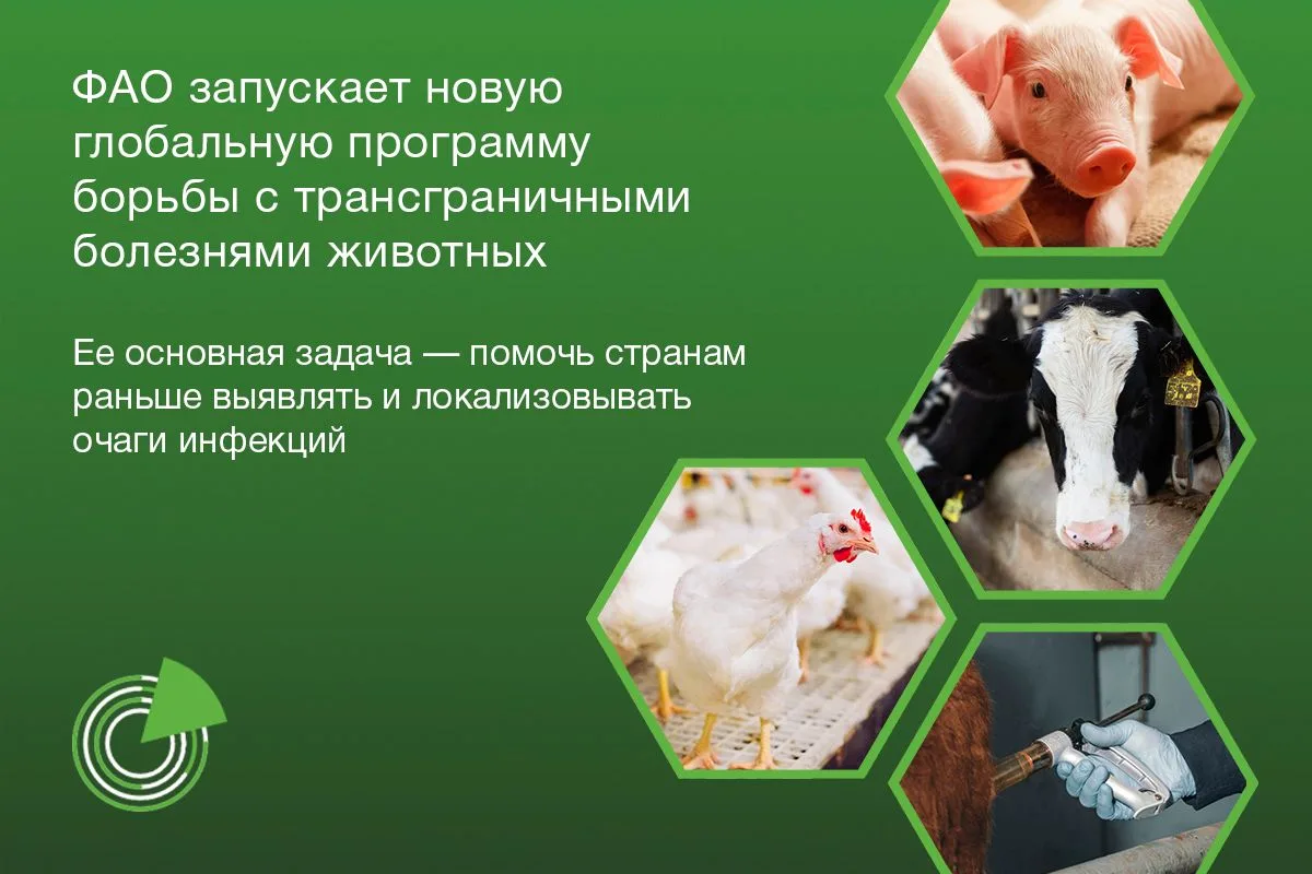 ФАО ЗАПУСКАЕТ НОВУЮ ГЛОБАЛЬНУЮ ПРОГРАММУ БОРЬБЫ С ТРАНСГРАНИЧНЫМИ БОЛЕЗНЯМИ ЖИВОТНЫХ
 
🌍 Продовольс