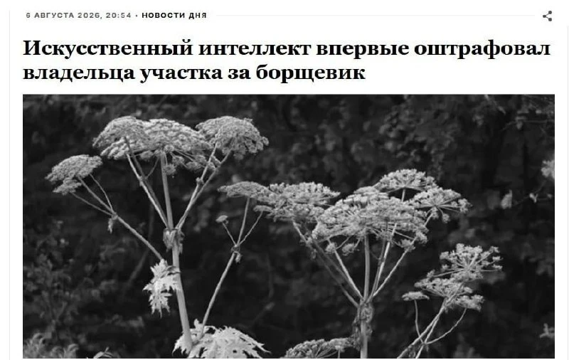 Искусственный интеллект впервые выписал штраф за борщевик на участке. Жителю Подмосковья пришёл штра