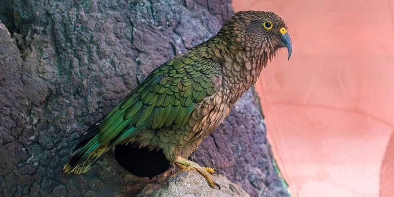 🦜 Редкие попугаи кеа появились в Московском зоопарке.