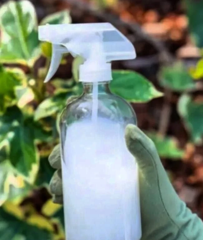 🥛 А вы пробовали поливать растения молоком?

Культуры, на которые такая подкормка положительно влия