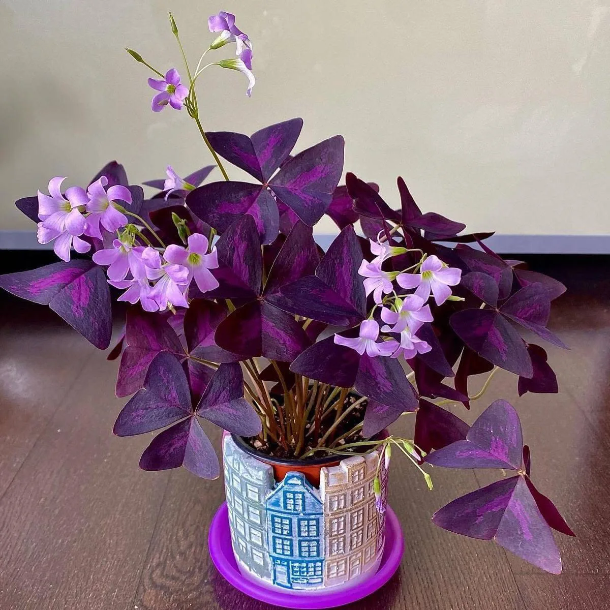 # Кислица, или оксалис (Oxalis), — очаровательное декоративно-лиственное растение семей...