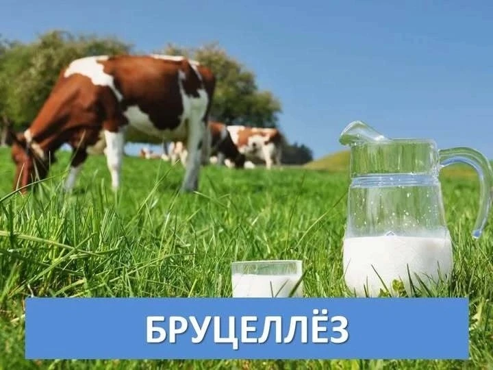Чем опасен бруцеллез🥛
Бруцеллёз — зоонозное инфекционно-аллергическое заболевание, характеризующеес