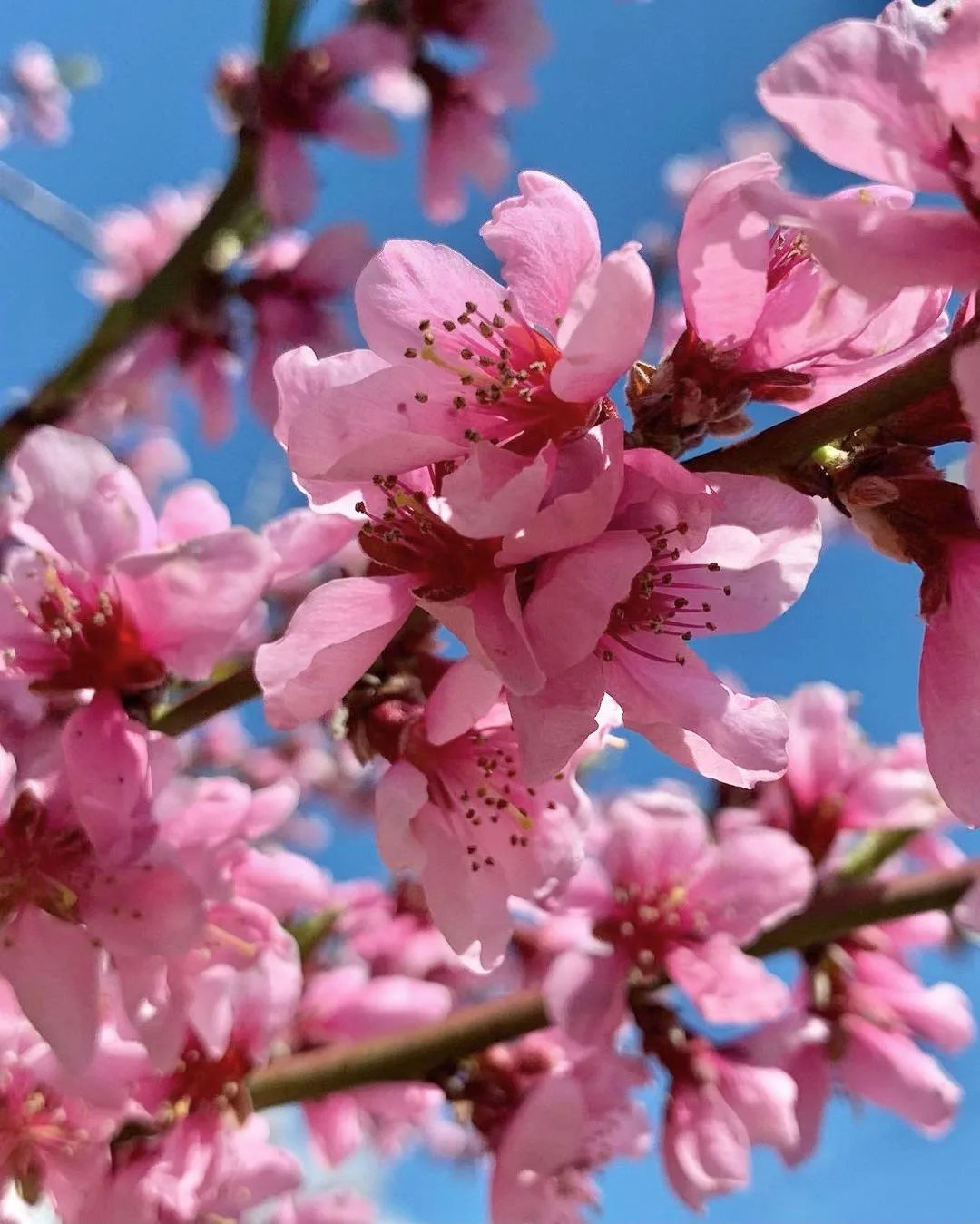 Короткий, но красивый период весеннего цветения походит к концу 🌸  Красота никуда не д...