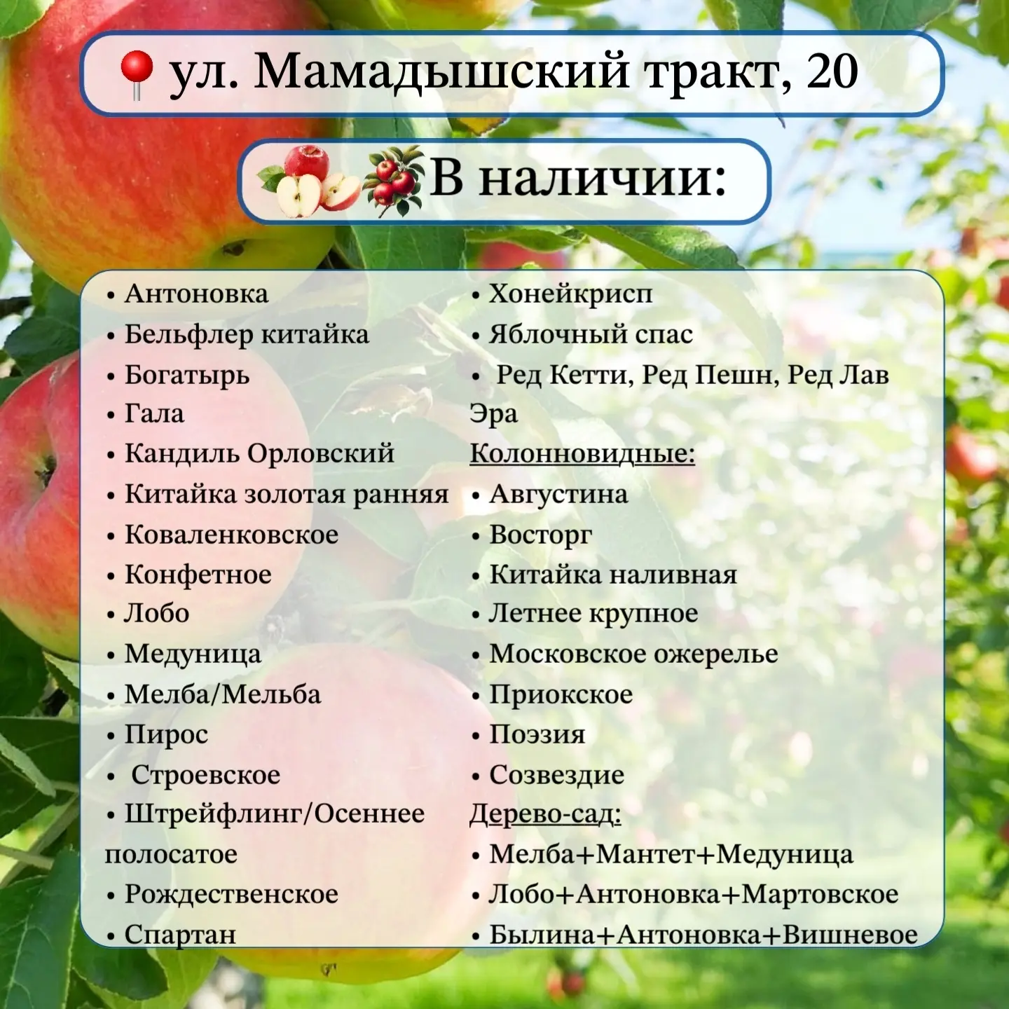 Яблони и груши в наличии🌱 Закрытая корневая система (в горшочках).