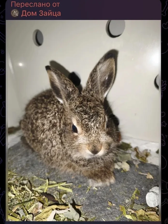🐰🐰Продолжаем отслеживать судьбу зайчонка, спасенного недавно нашими сотрудниками