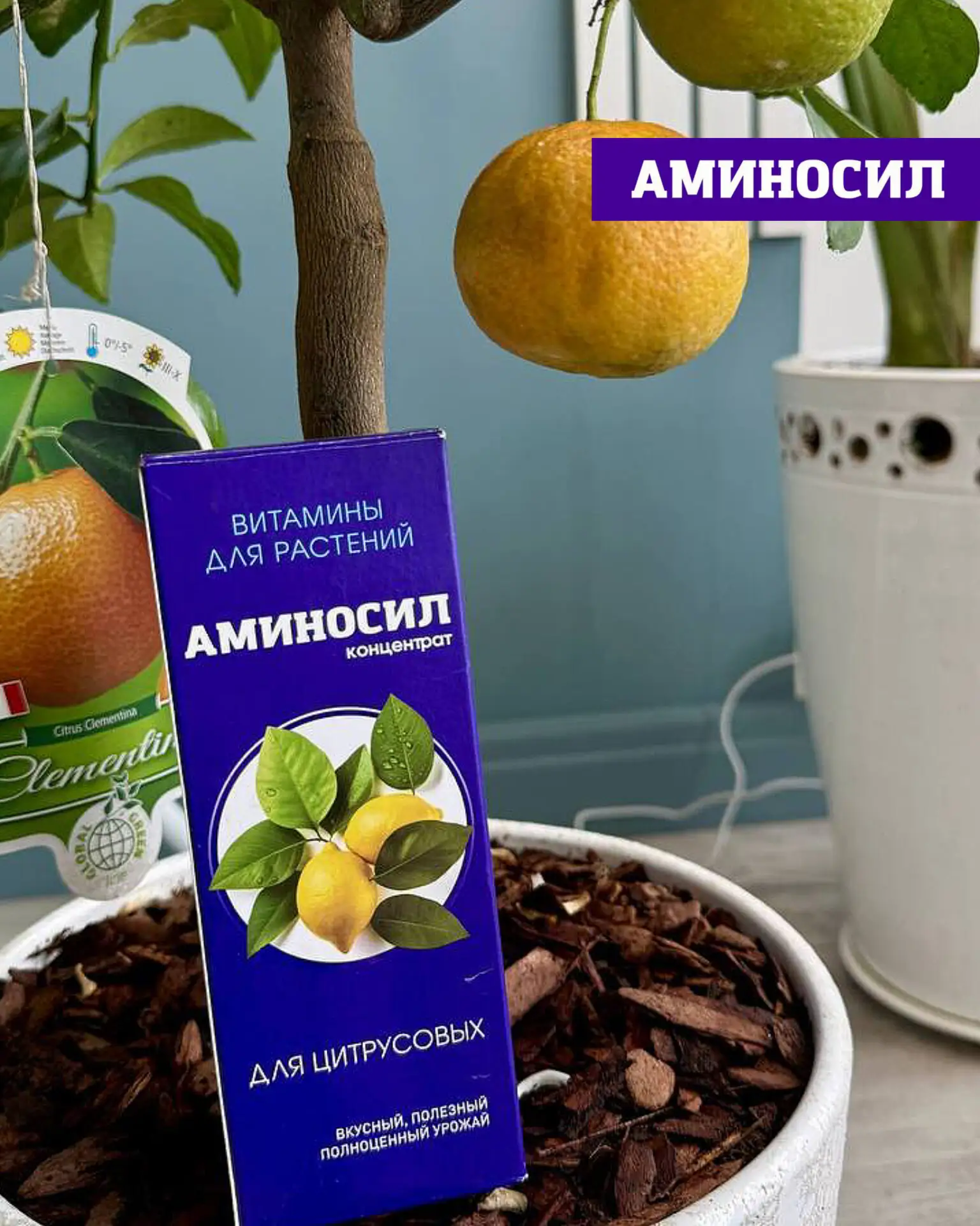 🍋 КОМНАТНЫЕ ЦИТРУСОВЫЕ: КАК НЕ УПУСТИТЬ ГЛАВНЫЙ ПЕРИОД РОСТА  Лето — ключевой этап для цитрусовых 🌿 