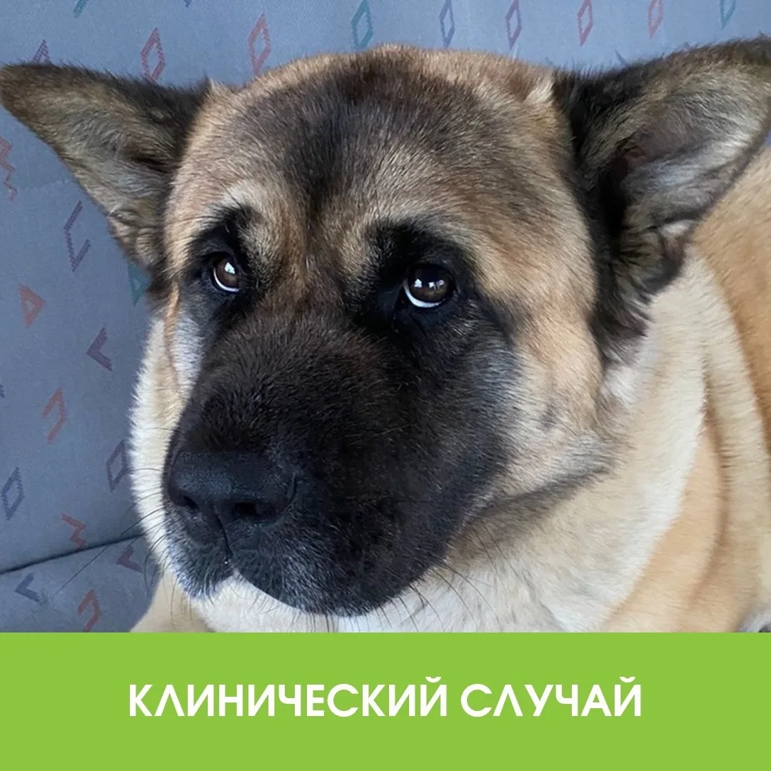 🐕 Представьте: ваш здоровый, весёлый пёс только что радостно бегал на прогулке. А через час у него 