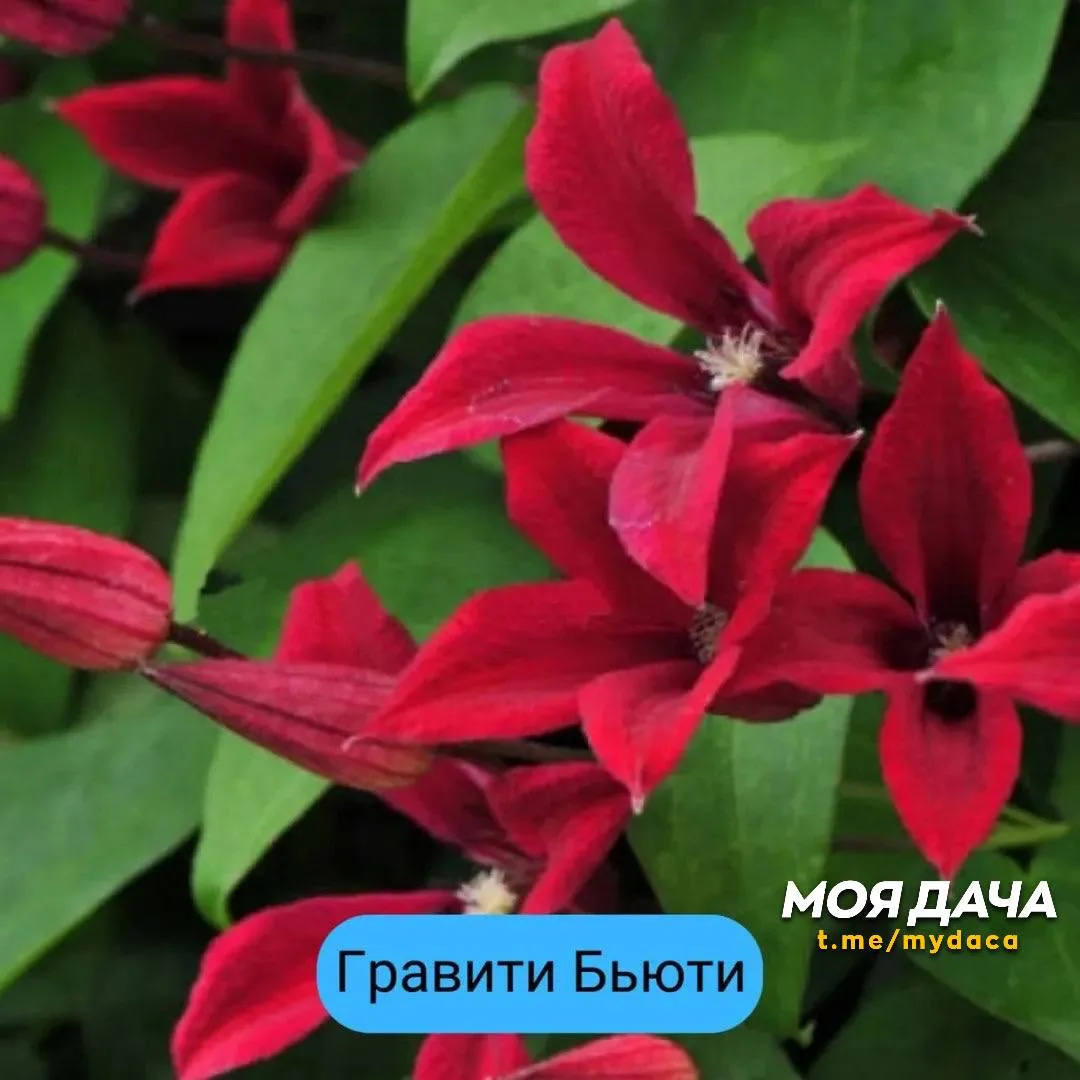 Клематисы: какой сорт выбрать? 🌸

Клематисы — это настоящее очарование в саду. Мощные лианы, усыпан