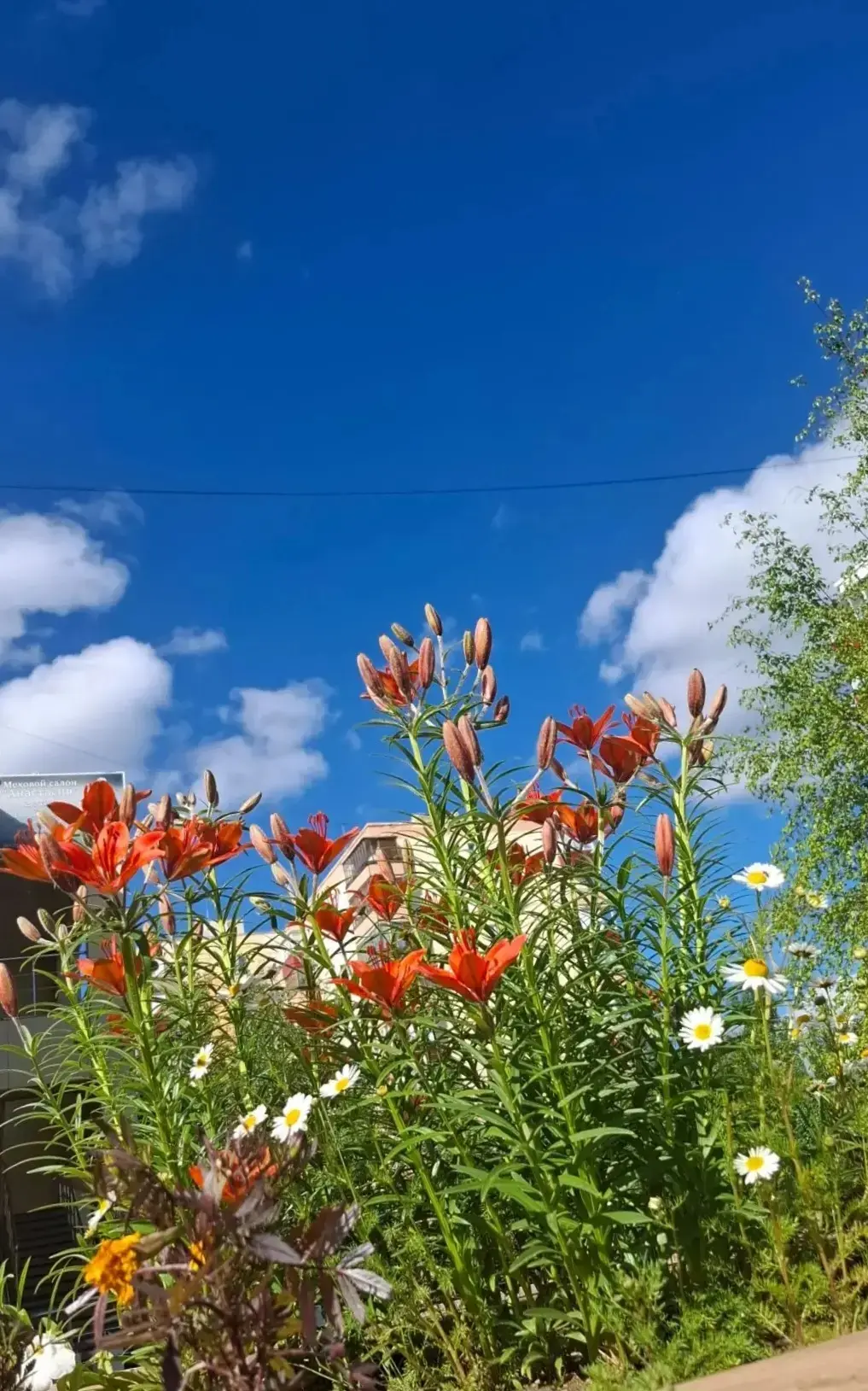 🎉 День Сардааны — праздник огненного символа якутского лета! 🌺