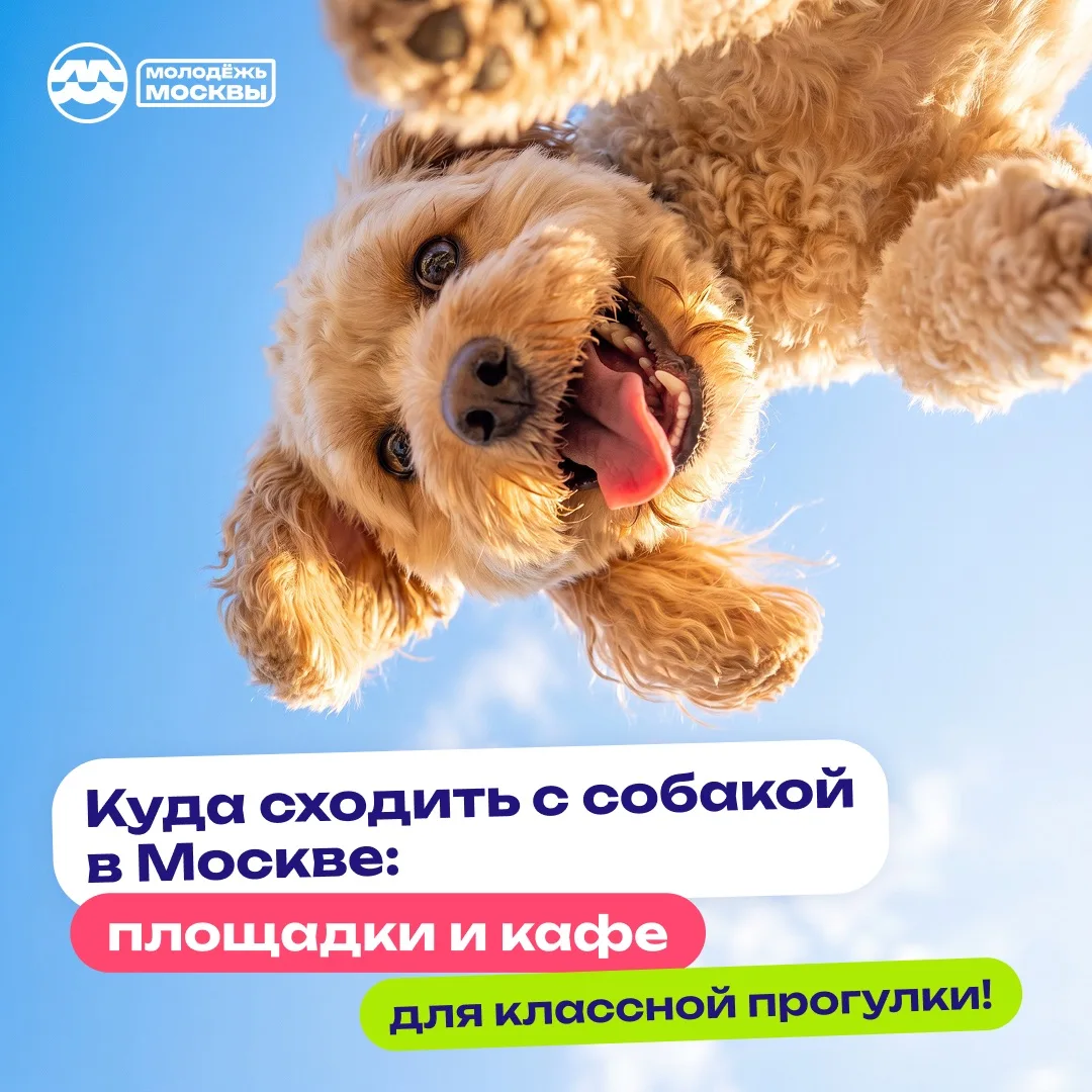 🐕 Пора сменить привычный маршрут