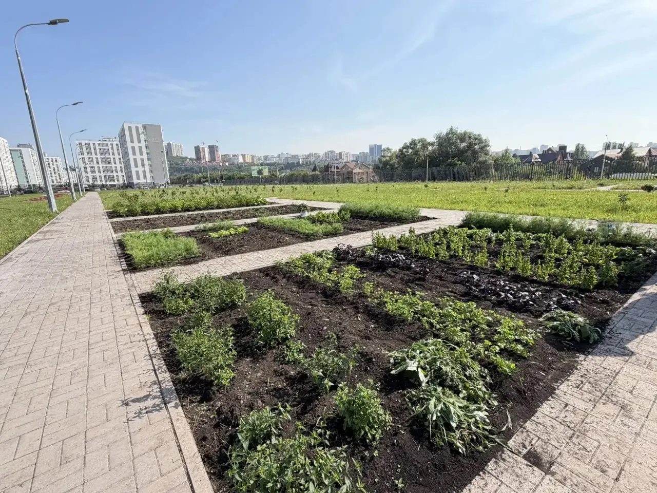 🥔Школьный огород в Центре образования № 164: первые успехи и большие планы! 🌱

В этом году у нас б