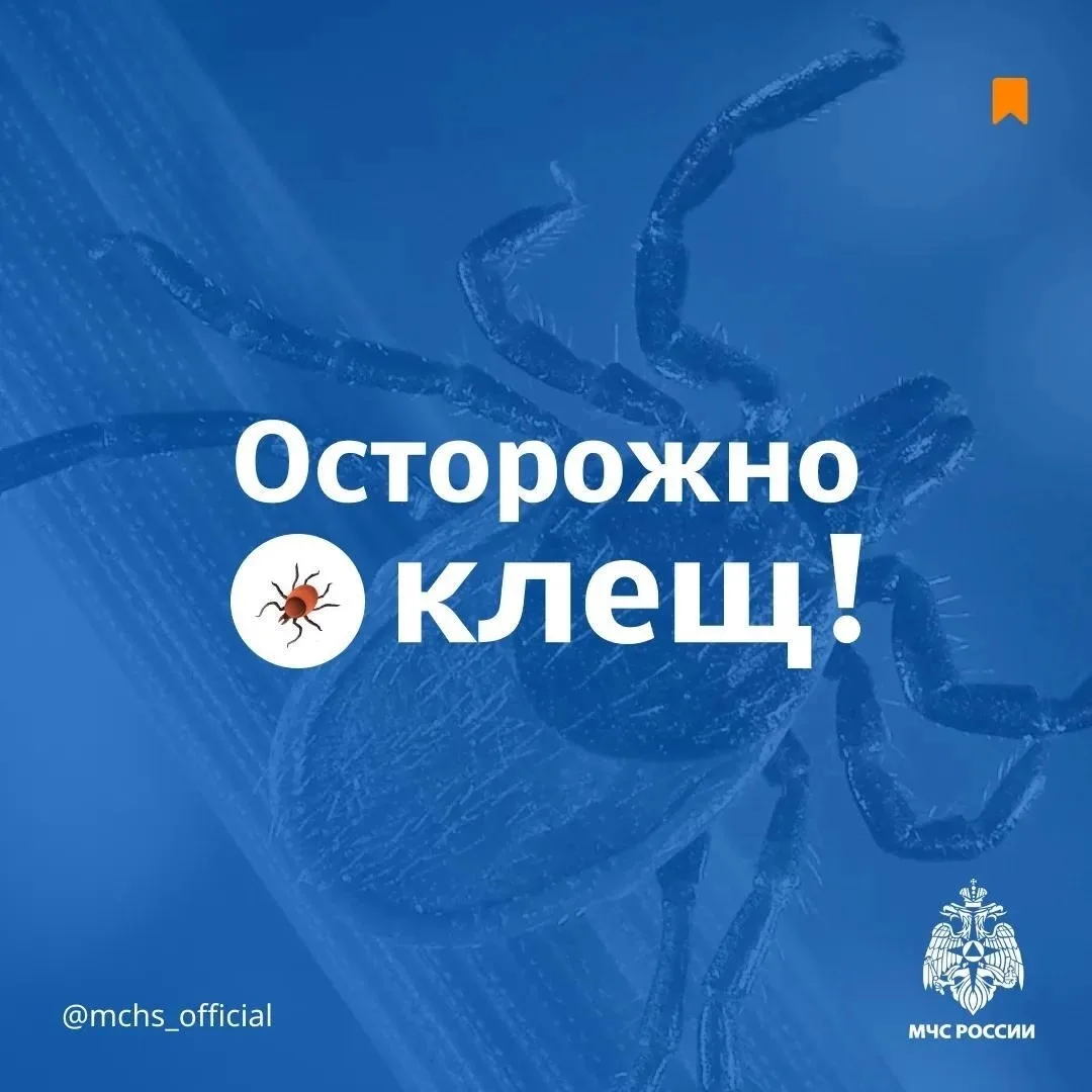 🪲 Лето – сезон активности клещей
